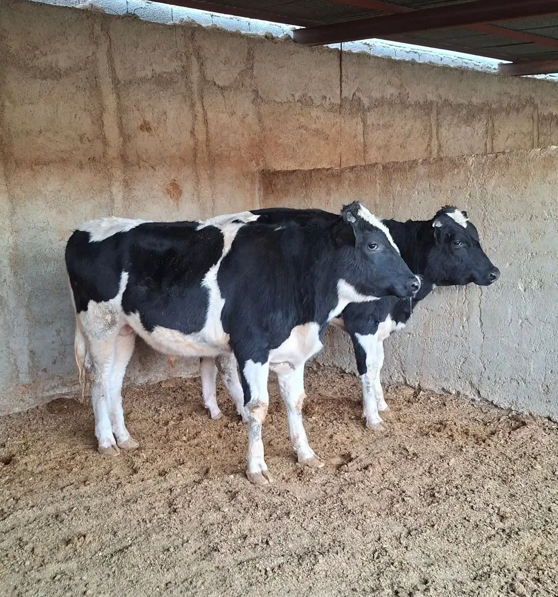 گوساله نر|حیوانات مزرعه|شیراز, سلطان آباد|دیوار