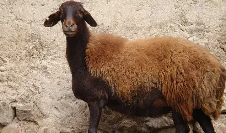 شوان تویله|حیوانات مزرعه|بانه, |دیوار