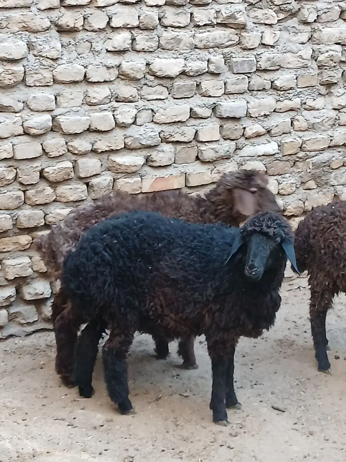 3 عدد بره ماده کردی قلم دار مقبول|حیوانات مزرعه|مشهد, قائم|دیوار