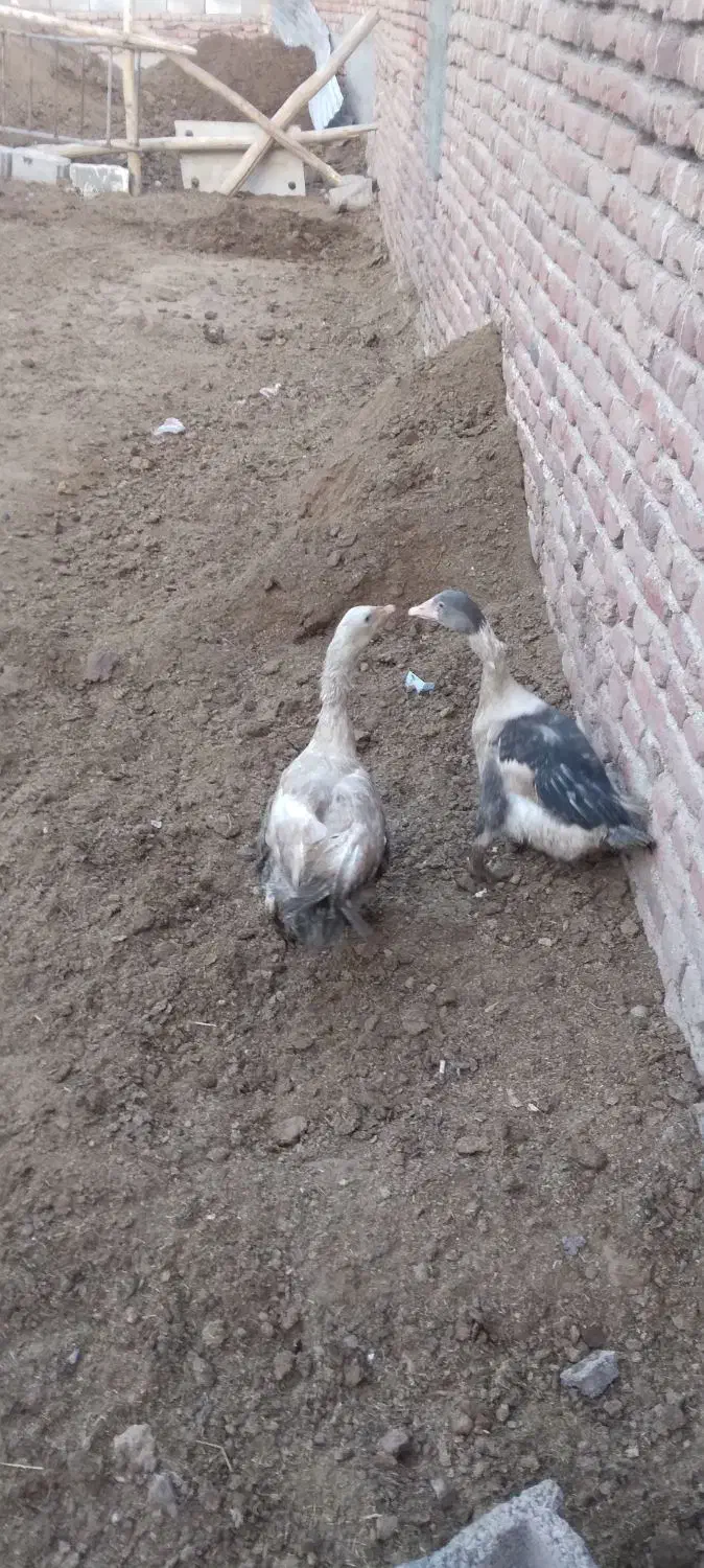 دو عدد غاز نر و ماده به فروش میرسد جوان|حیوانات مزرعه|ایلخچی, |دیوار