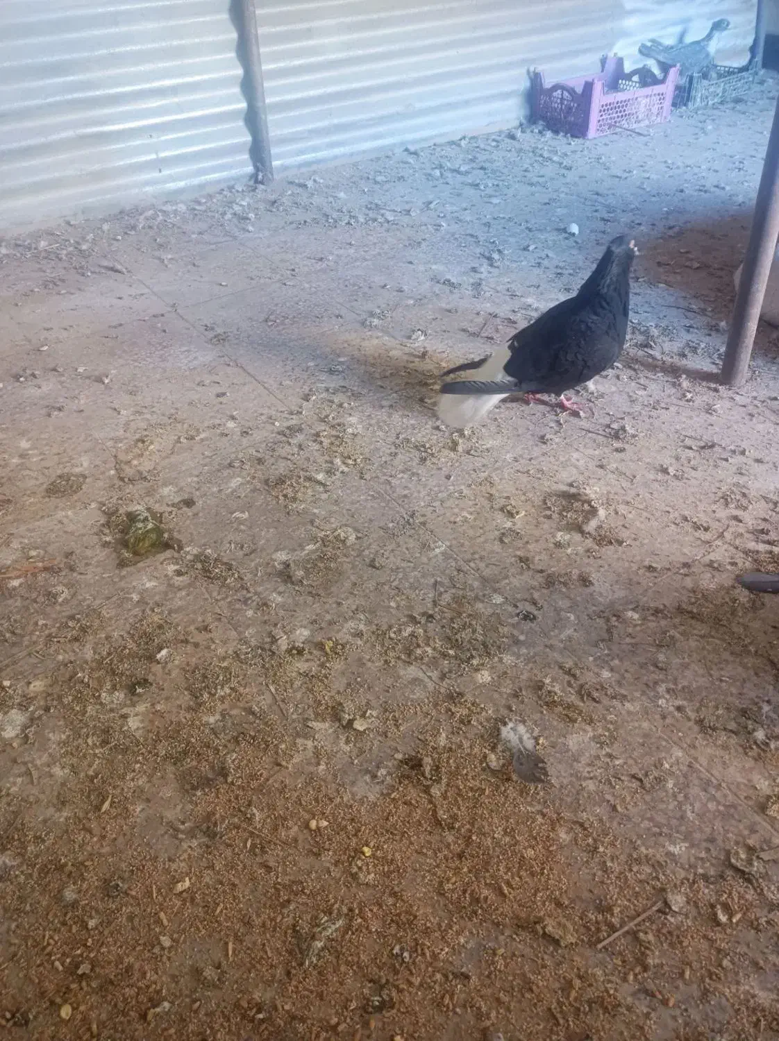 کفتر|پرنده|شوشتر, |دیوار