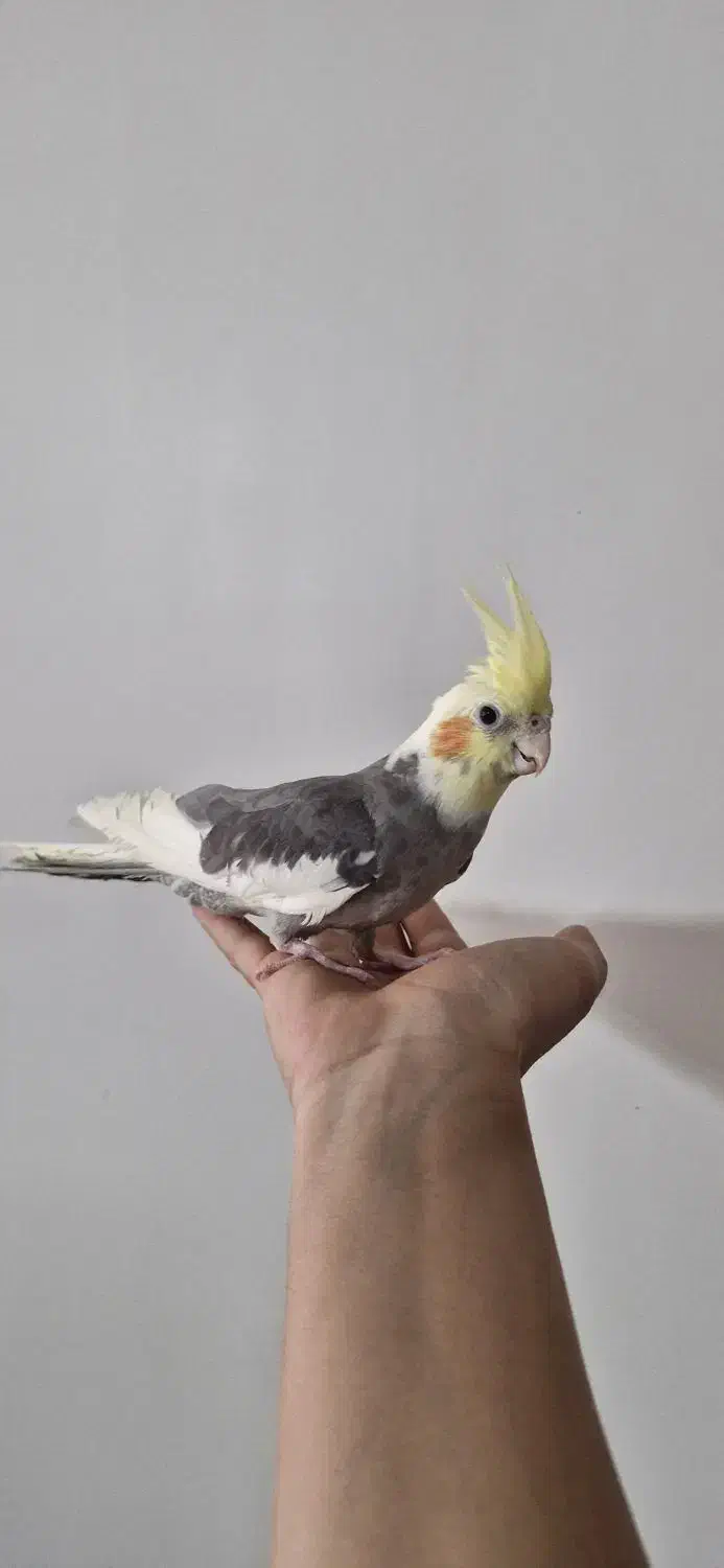 عروس هلندی|پرنده|فلاورجان, |دیوار