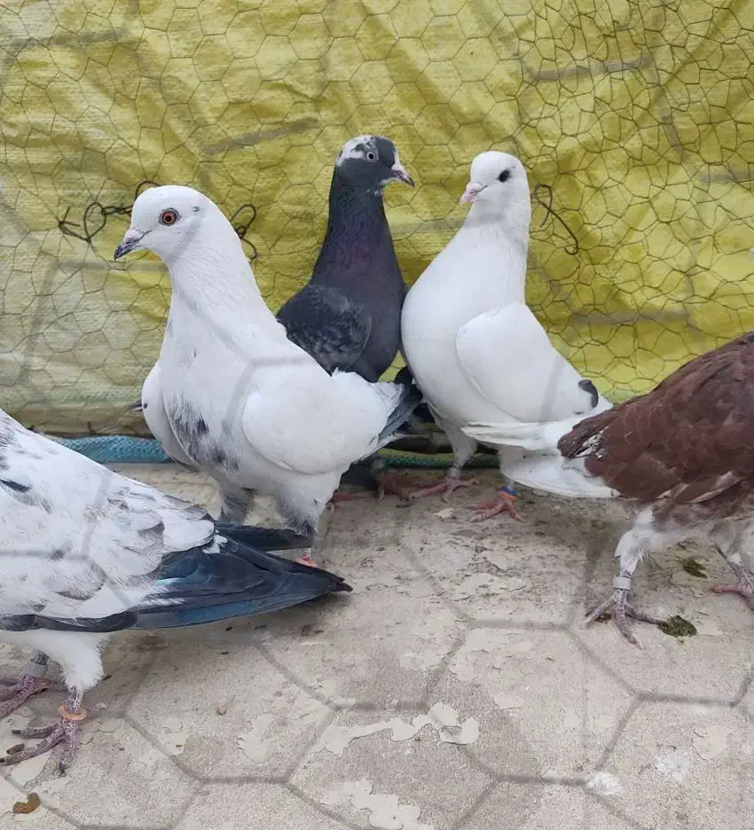 کفتر خارجی کبوتر اصیل پرش|پرنده|رودهن, |دیوار