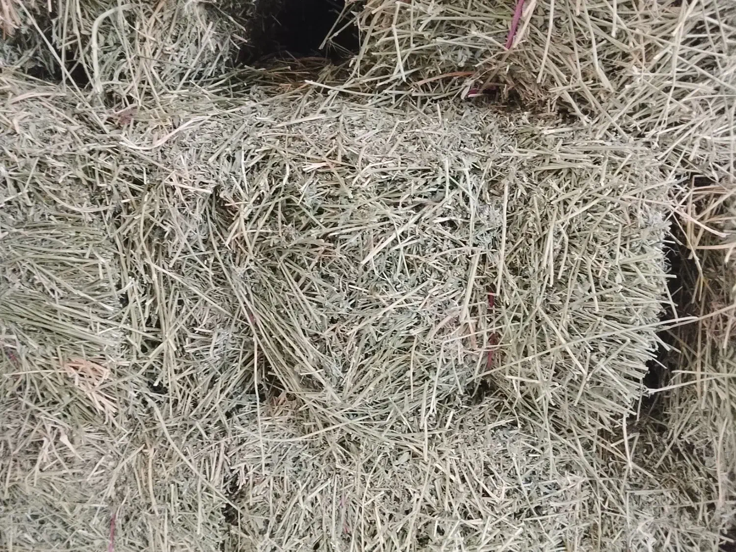 یونجه بیده خشک|لوازم جانبی حیوانات|مشهد, کلاته برفی|دیوار