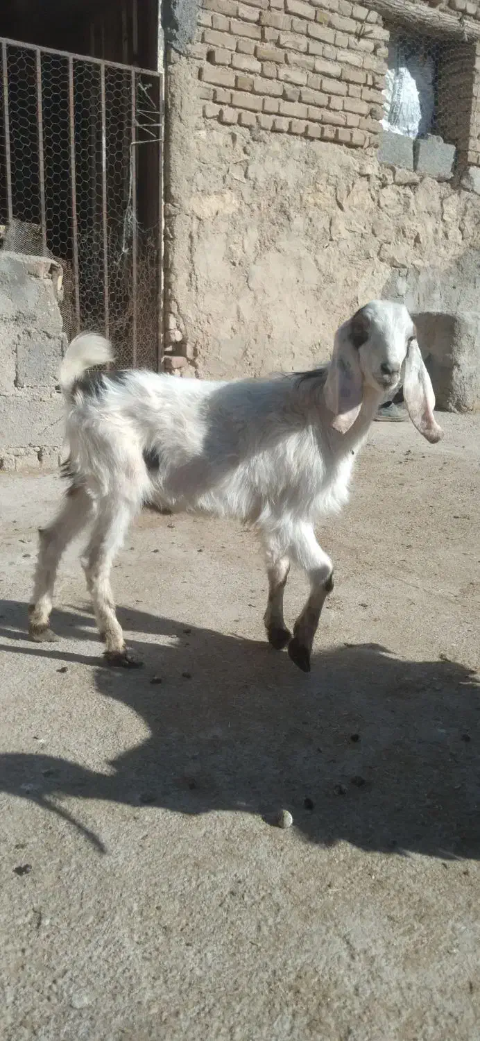 بزغاله نره|حیوانات مزرعه|بجنورد, |دیوار