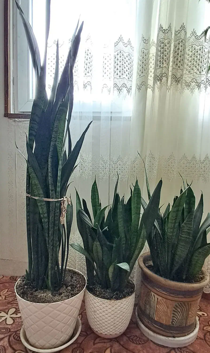 سانسوریا|گل و گیاه طبیعی|کرج, شهرک فهمیده|دیوار