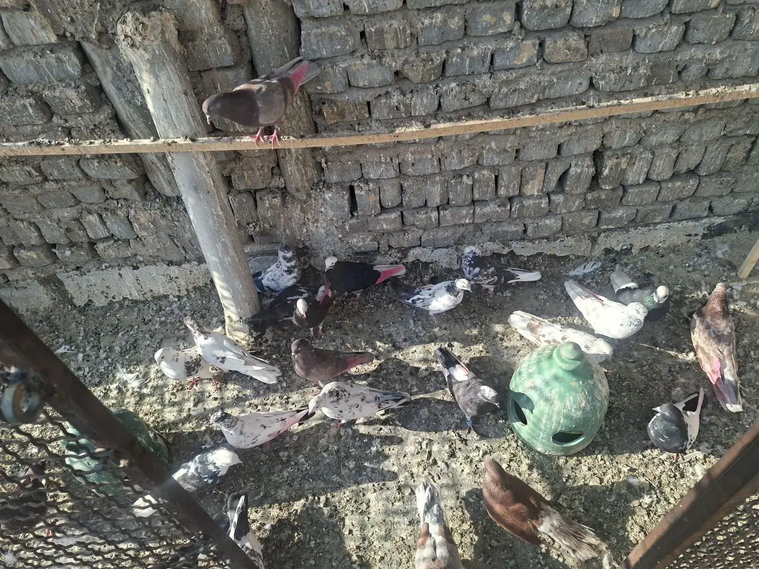 کفتر تهرانی|پرنده|قرچک, مهدیه|دیوار