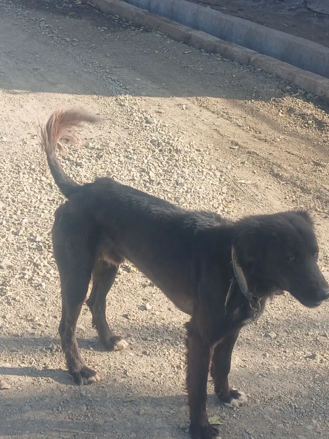 سگ قدرجونی|سگ|کامیاران, |دیوار