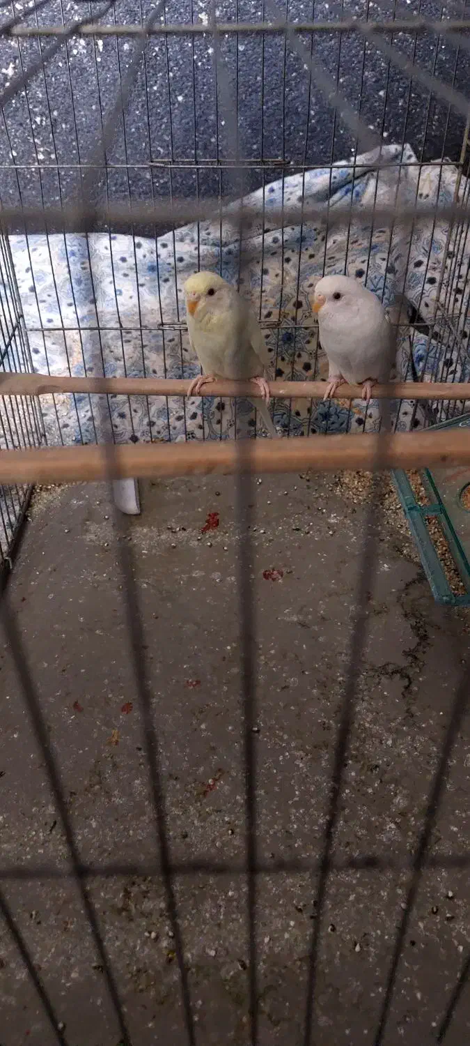 مرغ عشق|پرنده|کرمان, |دیوار