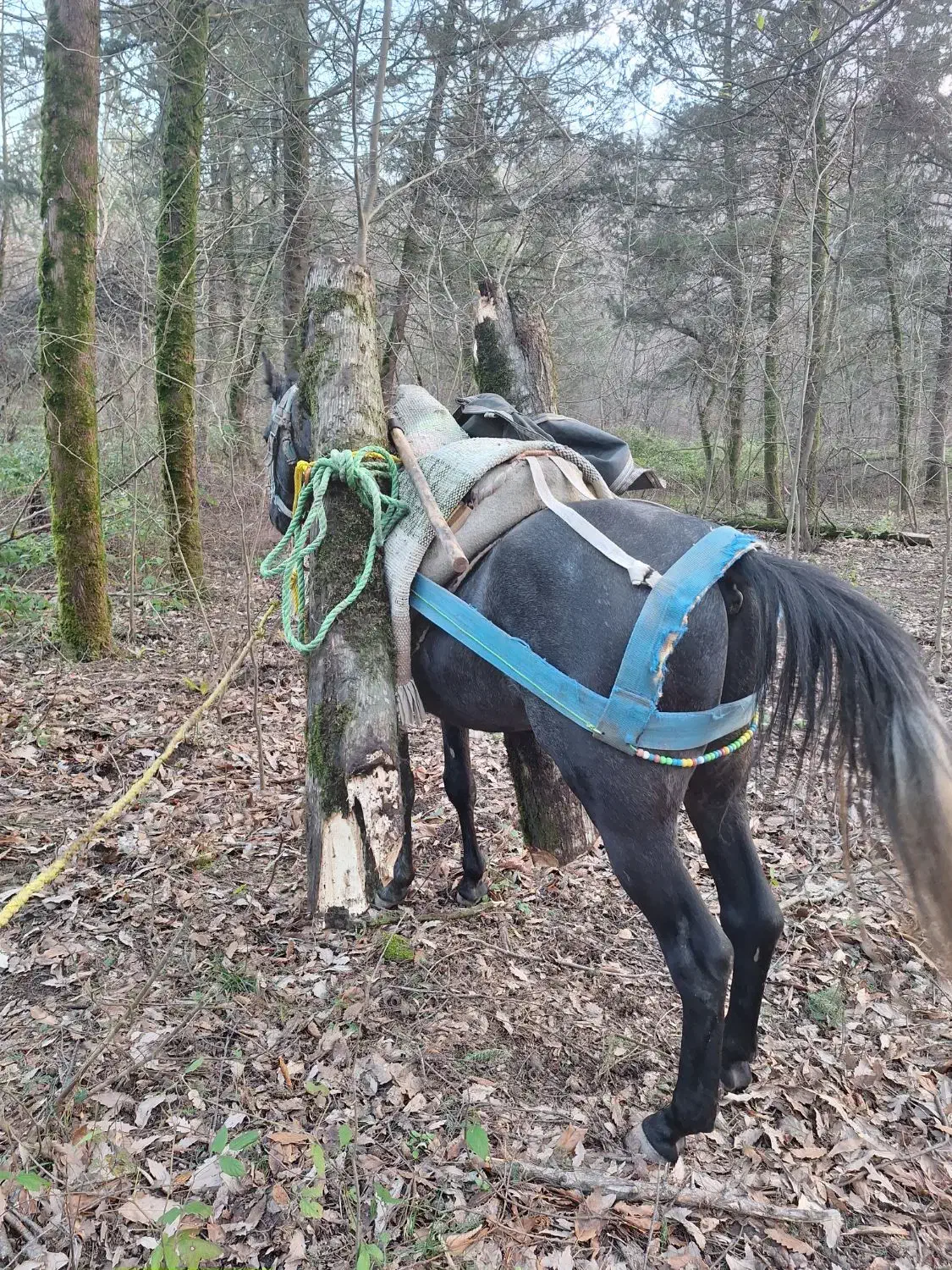 اسب کبود ۳ ساله|اسب و تجهیزات اسب‌سواری|کردکوی, |دیوار