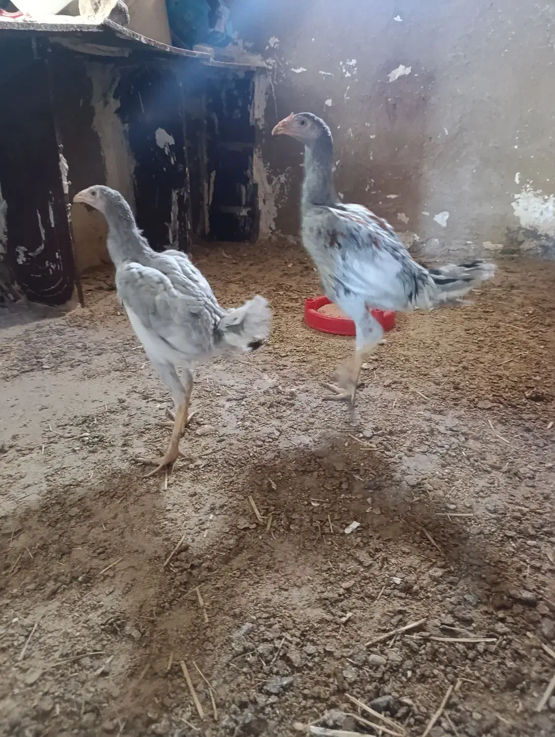 جوجه لاری طوس|حیوانات مزرعه|گالیکش, |دیوار