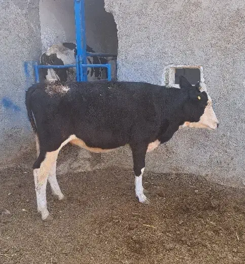 گاو .نوبر.تلیسه. گوساله ماده|حیوانات مزرعه|مرودشت, شهرک مهدیه|دیوار