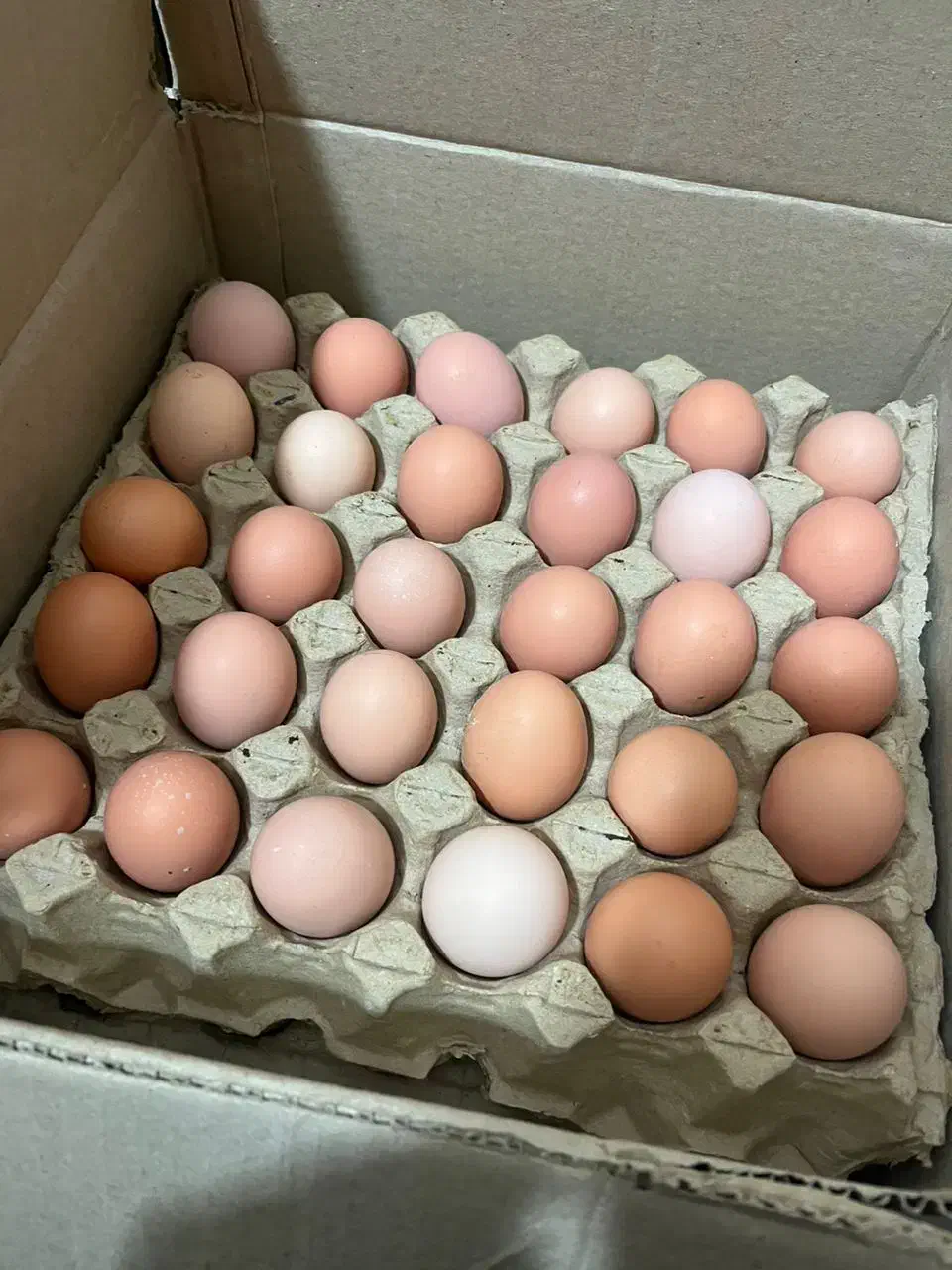 تخم مرغ نطفه دار گوشتی|حیوانات مزرعه|ساری, |دیوار