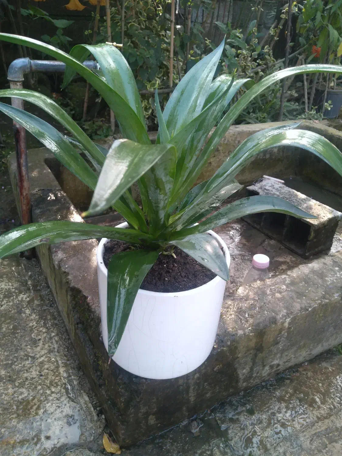 گلهای زیبا|گل و گیاه طبیعی|لاهیجان, آهندان|دیوار