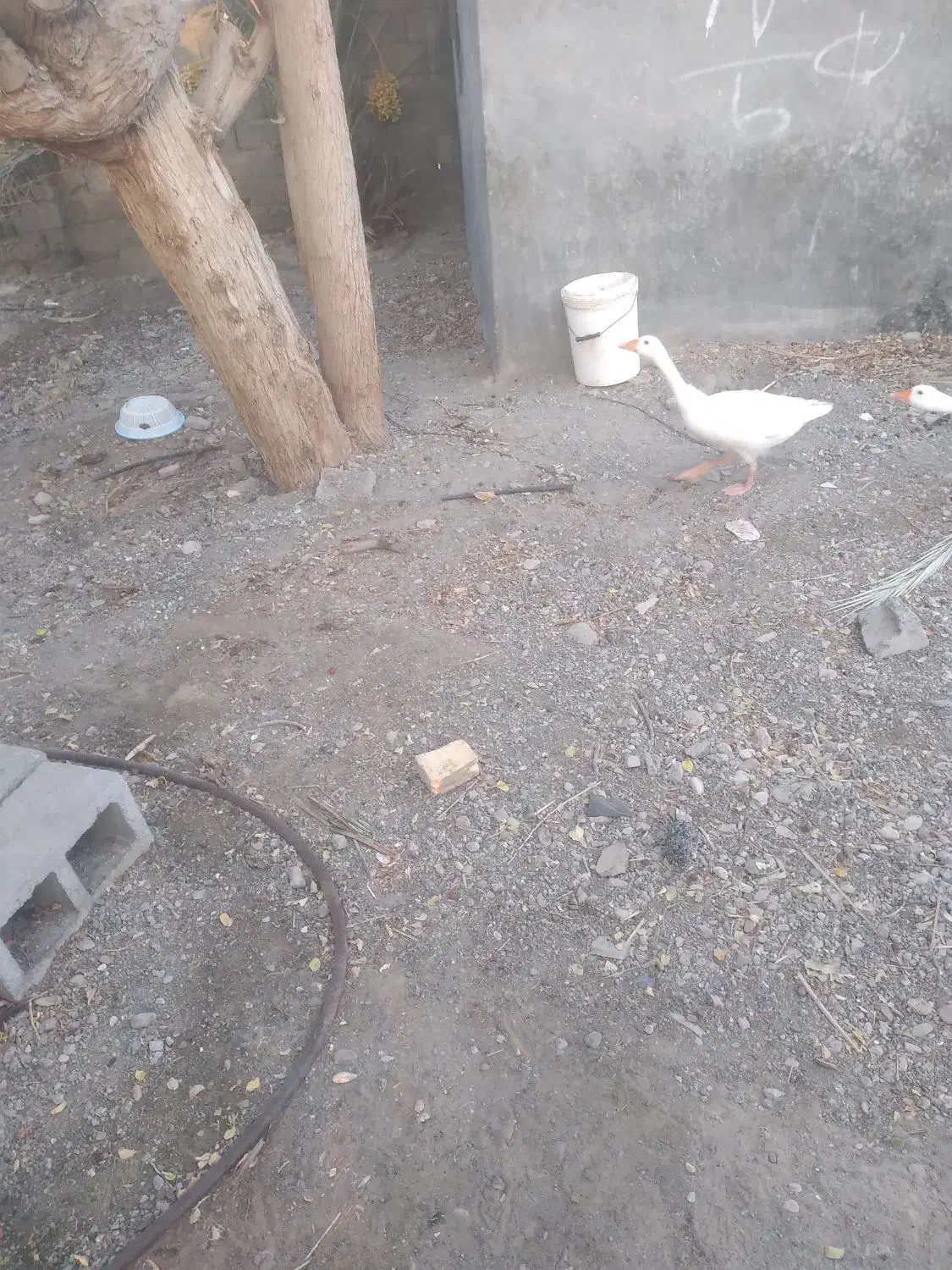 غاز نر معاوضه با ماده رودانم|حیوانات مزرعه|بندرعباس, |دیوار