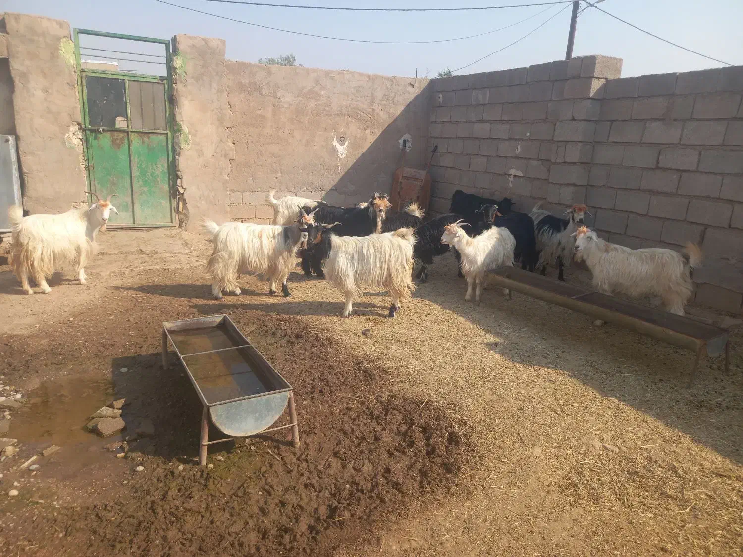 بز داشتی آبستن|حیوانات مزرعه|شوشتر, |دیوار