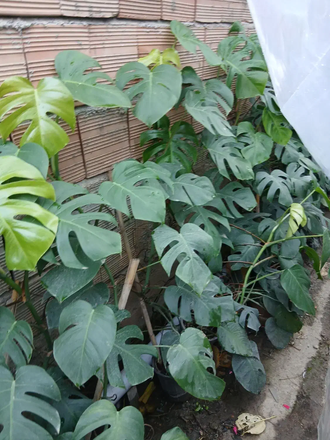 گل و گیاه|گل و گیاه طبیعی|گرگان, |دیوار