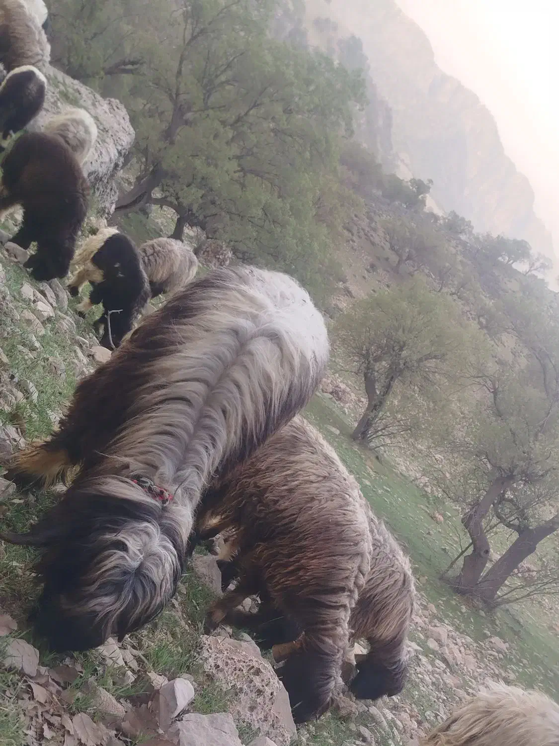 نرمیش|حیوانات مزرعه|مسجد سلیمان, |دیوار