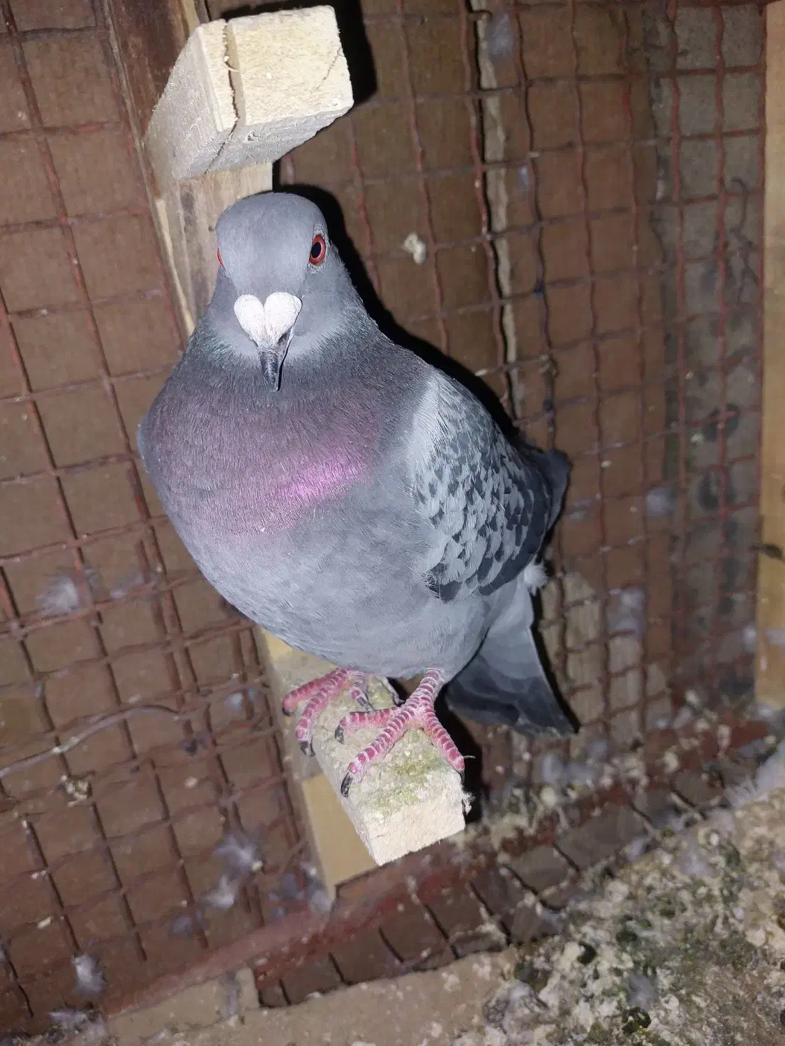 کفتر پلاکی|پرنده|شیراز, گویم|دیوار