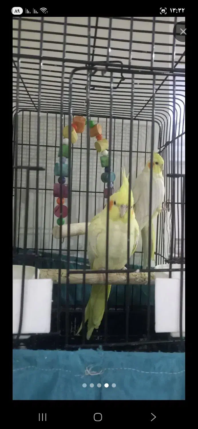 عروس هلندی مولد|پرنده|پاکدشت, پاکدشت (مامازند)|دیوار