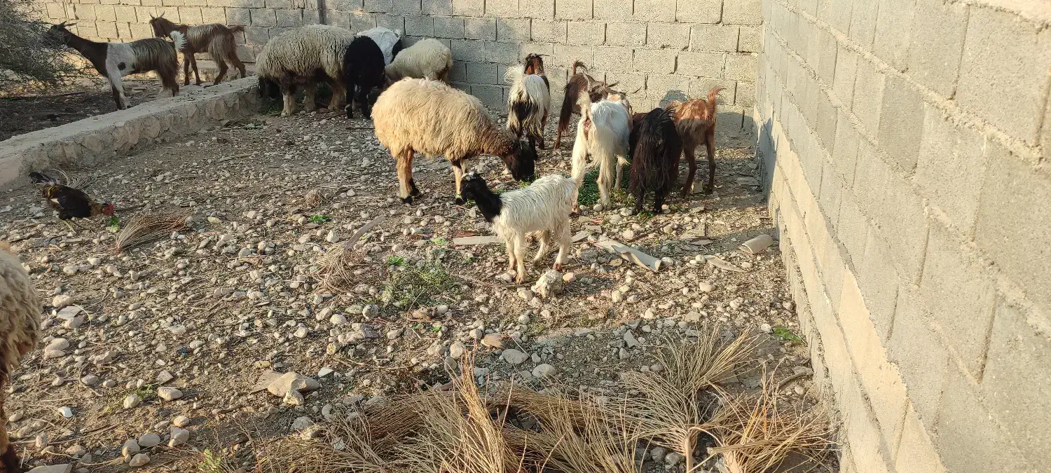بز دو رگ  جم|حیوانات مزرعه|جم, |دیوار