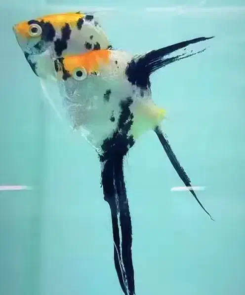 ماهی|ماهی|بیجار, |دیوار