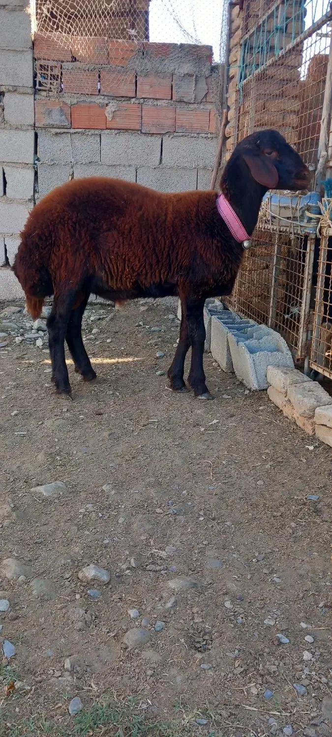 نره بره|حیوانات مزرعه|گمیشان, |دیوار