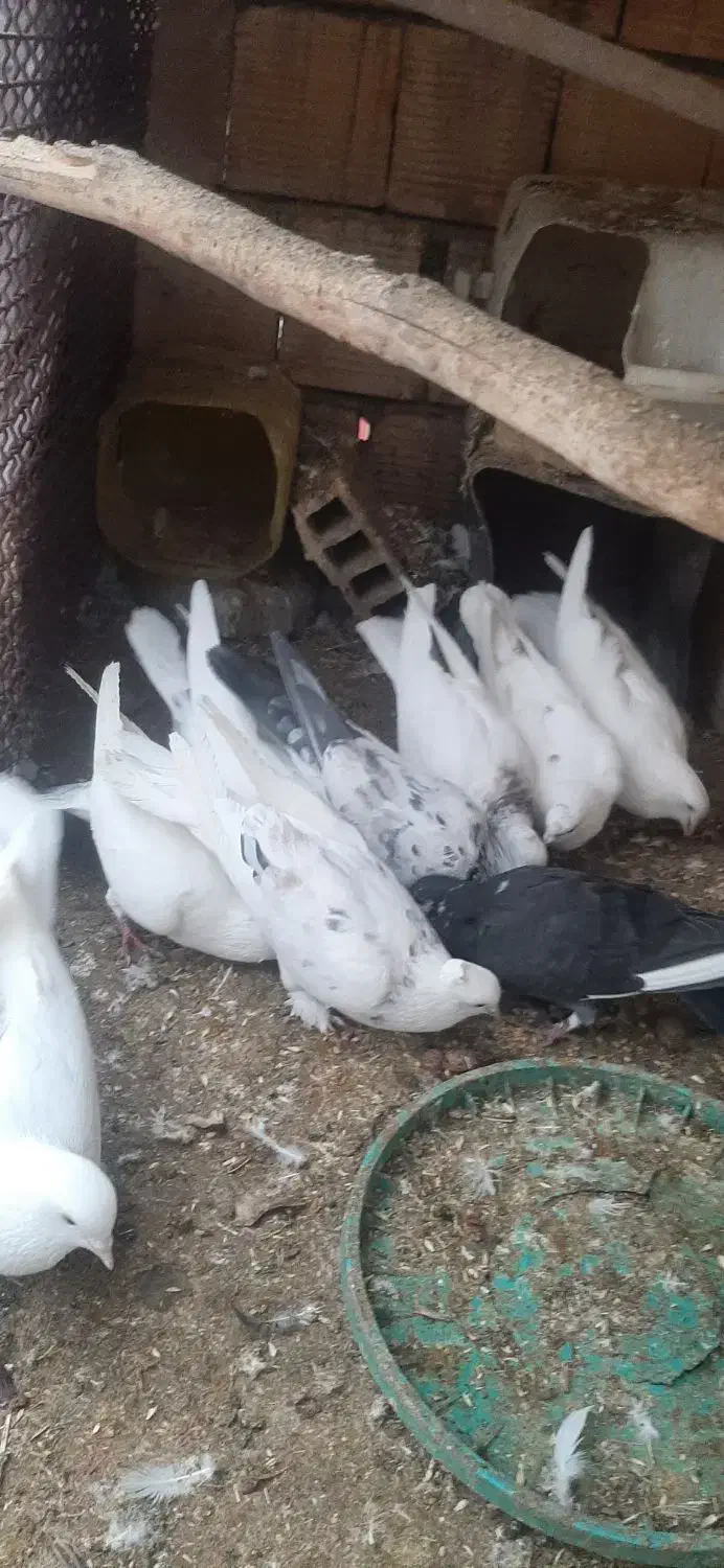 کبوتر|پرنده|سامان, |دیوار