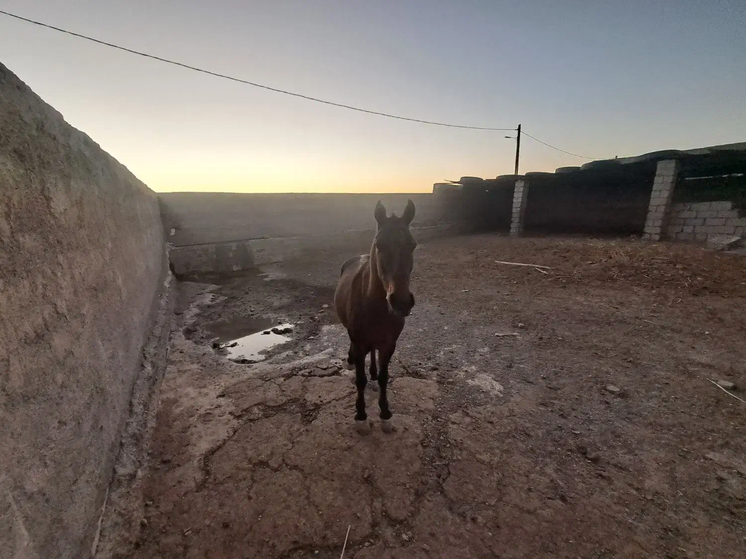 اسب|اسب و تجهیزات اسب‌سواری|نیمروز, |دیوار