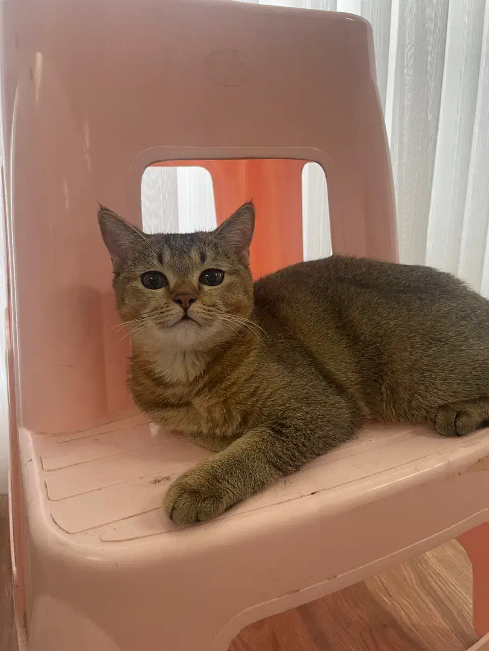 گربه بریتیش بلک گلدماده|گربه|تبریز, |دیوار