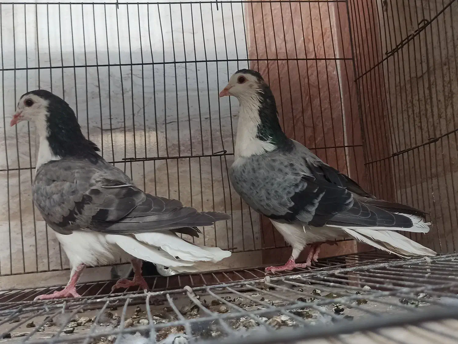 نروماده دمگیر اصیل|پرنده|اصفهان, دستگرده|دیوار