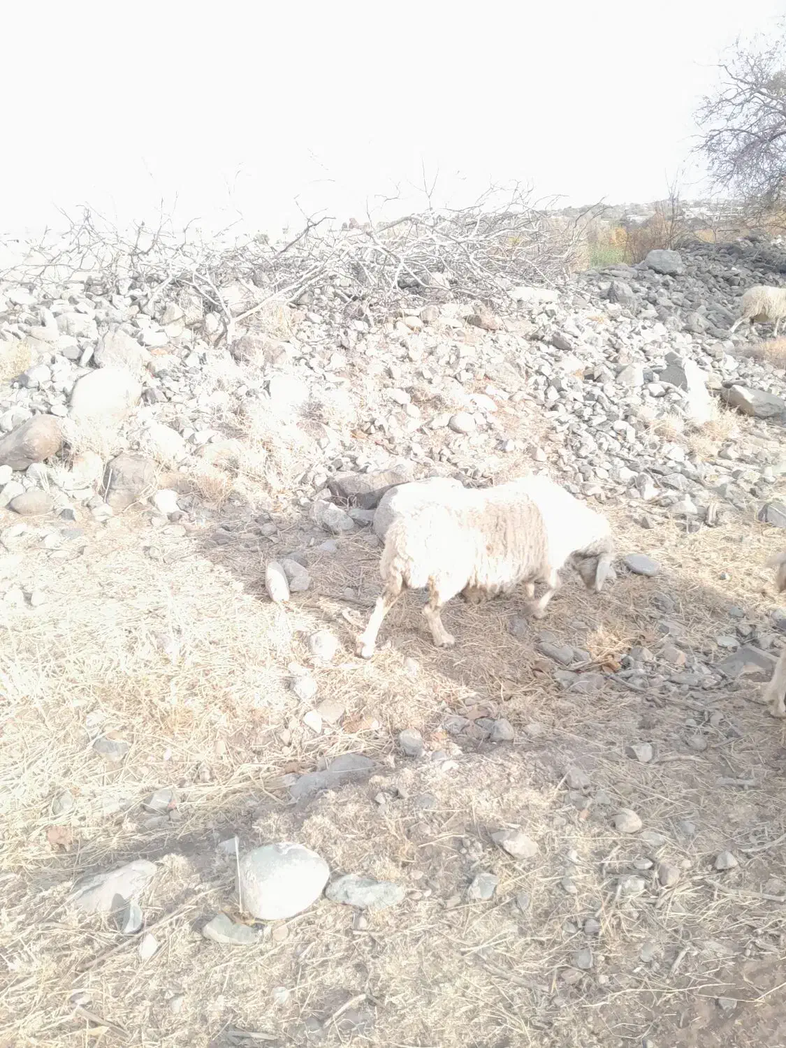 میش ابستن|حیوانات مزرعه|رابر, |دیوار