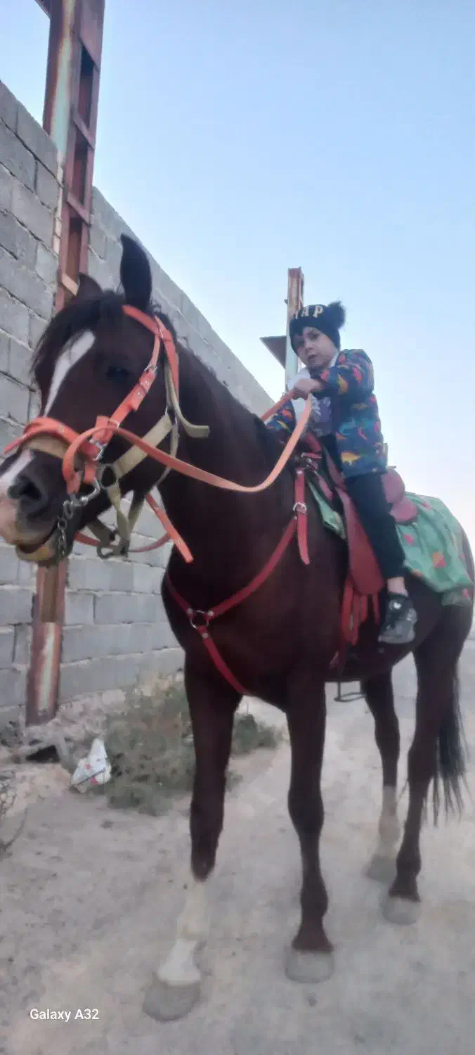 اسب کرد نریان عالی خوش هیکل یورقه|اسب و تجهیزات اسبسواری|تبریز, |دیوار