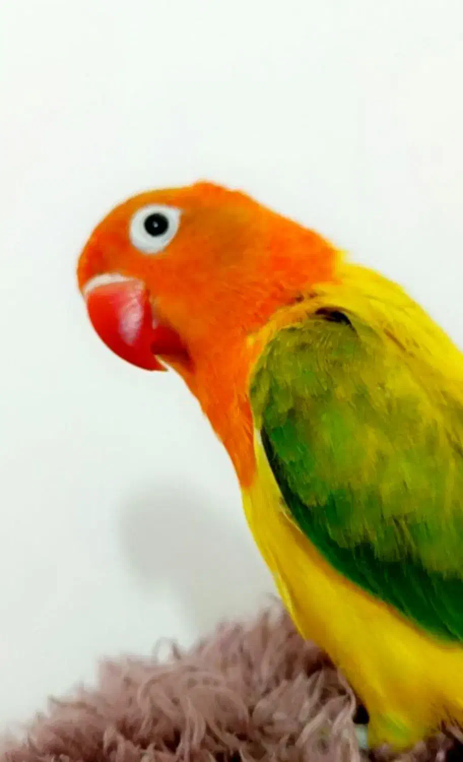 طوطی برزیلی جفت|پرنده|قرچک, شهرک طلائیه|دیوار