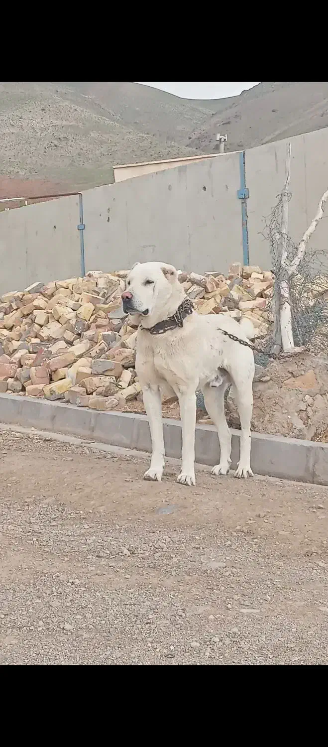 سگ پژدر سراب|سگ|بوئین زهرا, |دیوار