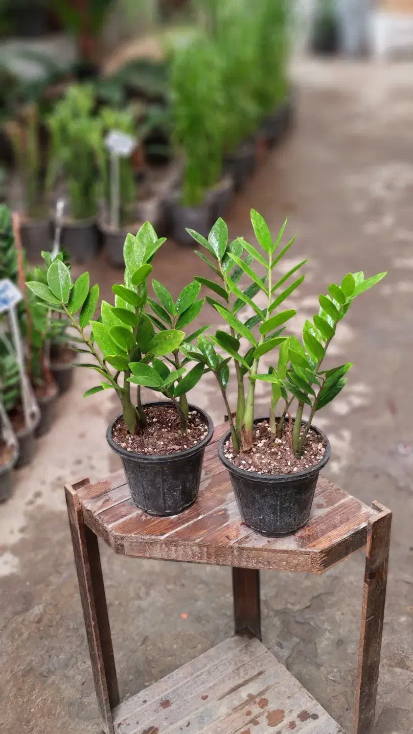 گل-گلخانه-گلخونه|گل و گیاه طبیعی|مشهد, شهید مطهری|دیوار