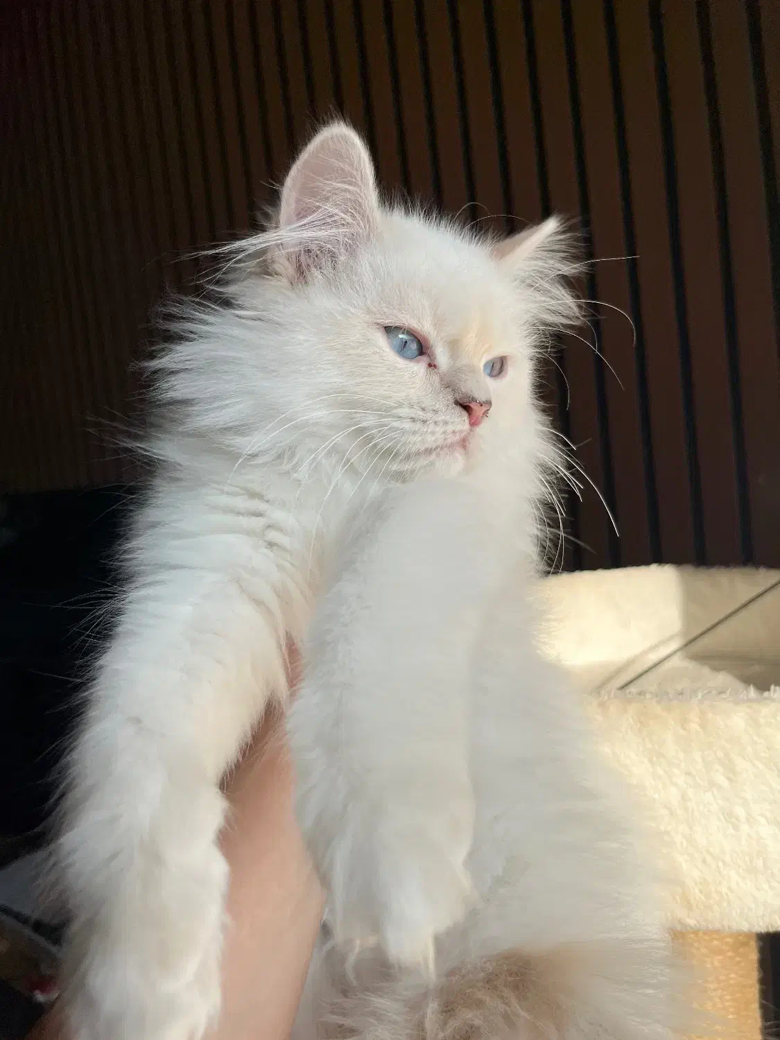 گربه های پرشین و بریتیش اصیل|گربه|نوشهر, |دیوار