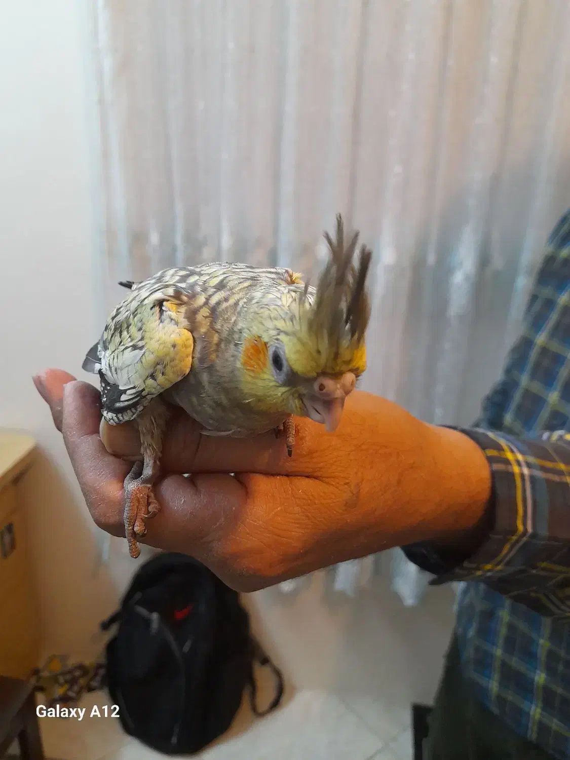 عروس هلندی.  طوطی برزیلی|پرنده|تهران, تهرانپارس شرقی|دیوار