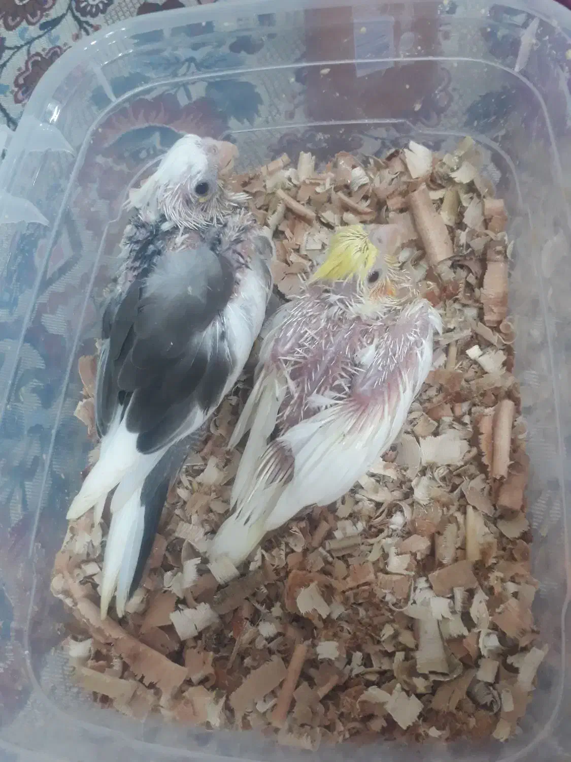 عروس هلندی سرلاکی سمت راستی بفروش میرسد|پرنده|حاجی آباد, |دیوار