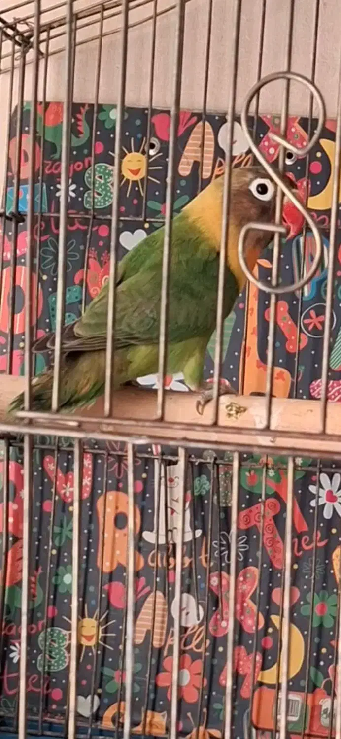 طوطی کوتوله یقه زرد ماده|پرنده|شیراز, هفت تنان|دیوار