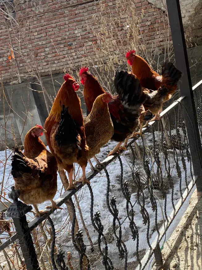 بوقلمون و غاز|حیوانات مزرعه|نقده, |دیوار