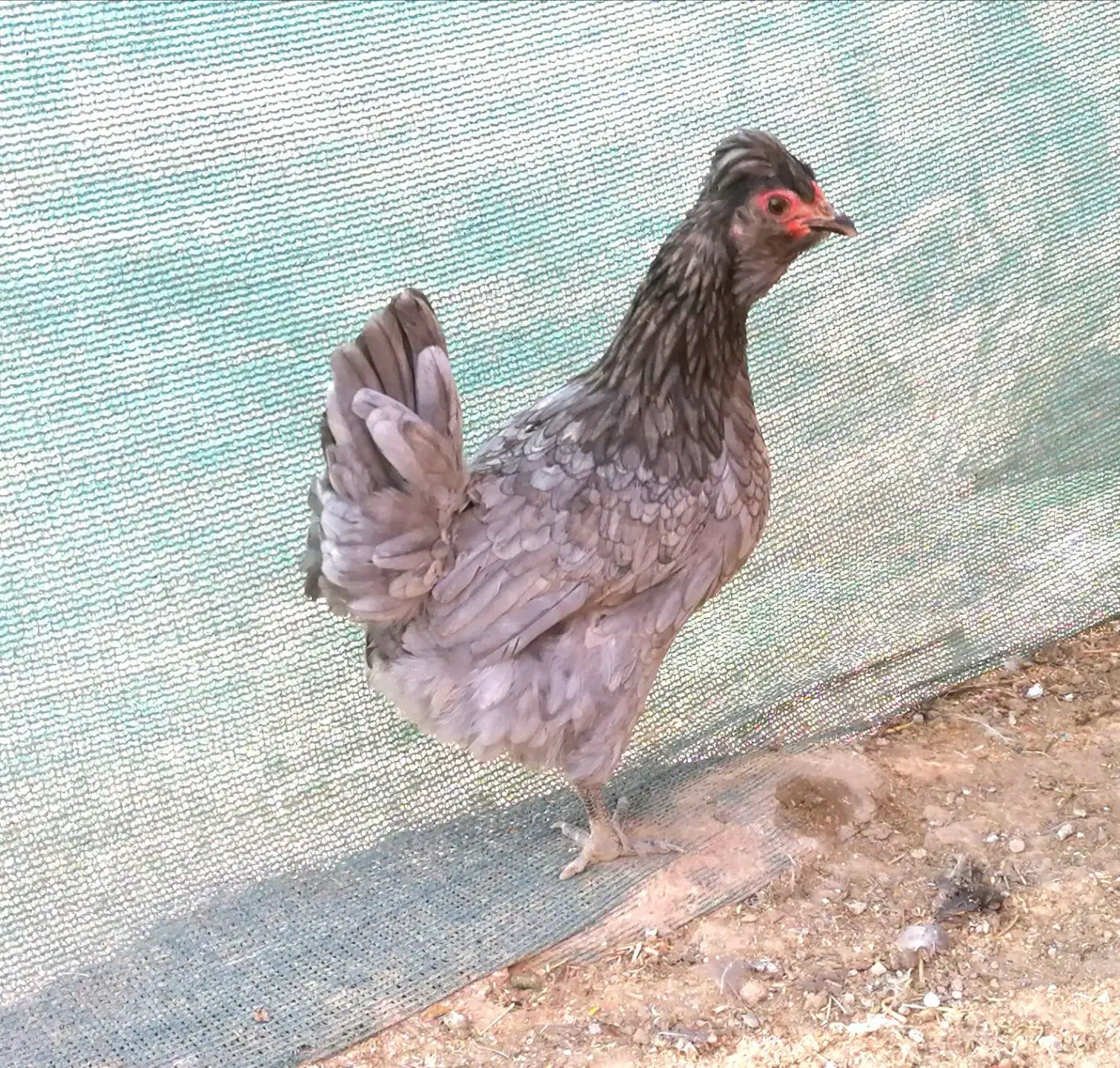 تخم مرغ نطفه دار گلین و طوسی|حیوانات مزرعه|اصفهان, ستار|دیوار