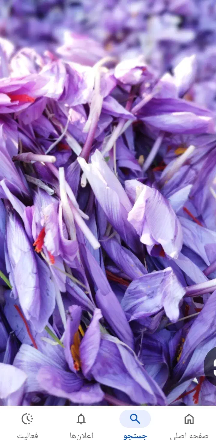 زعفران اصل را از کشاورز بدون واسطه بگیرید|خوردنی و آشامیدنی|تهران, شهرک غرب|دیوار