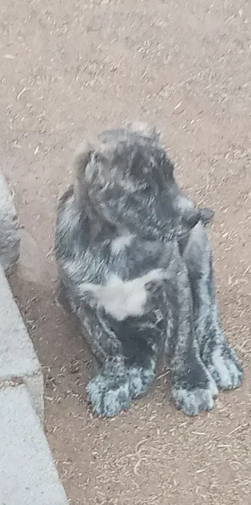 توله افقان|سگ|کاخک, |دیوار