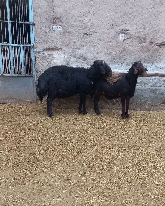 قوچ قزل افشار|حیوانات مزرعه|شازند, |دیوار