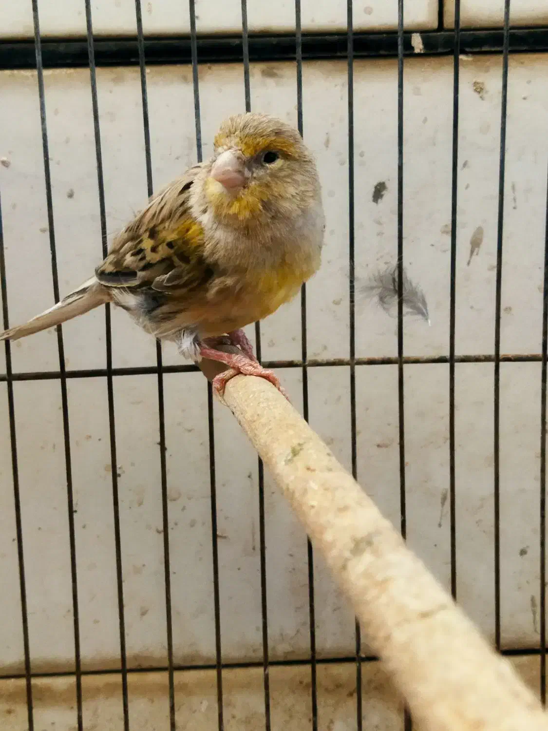 قناری ماده|پرنده|خمینیشهر, |دیوار