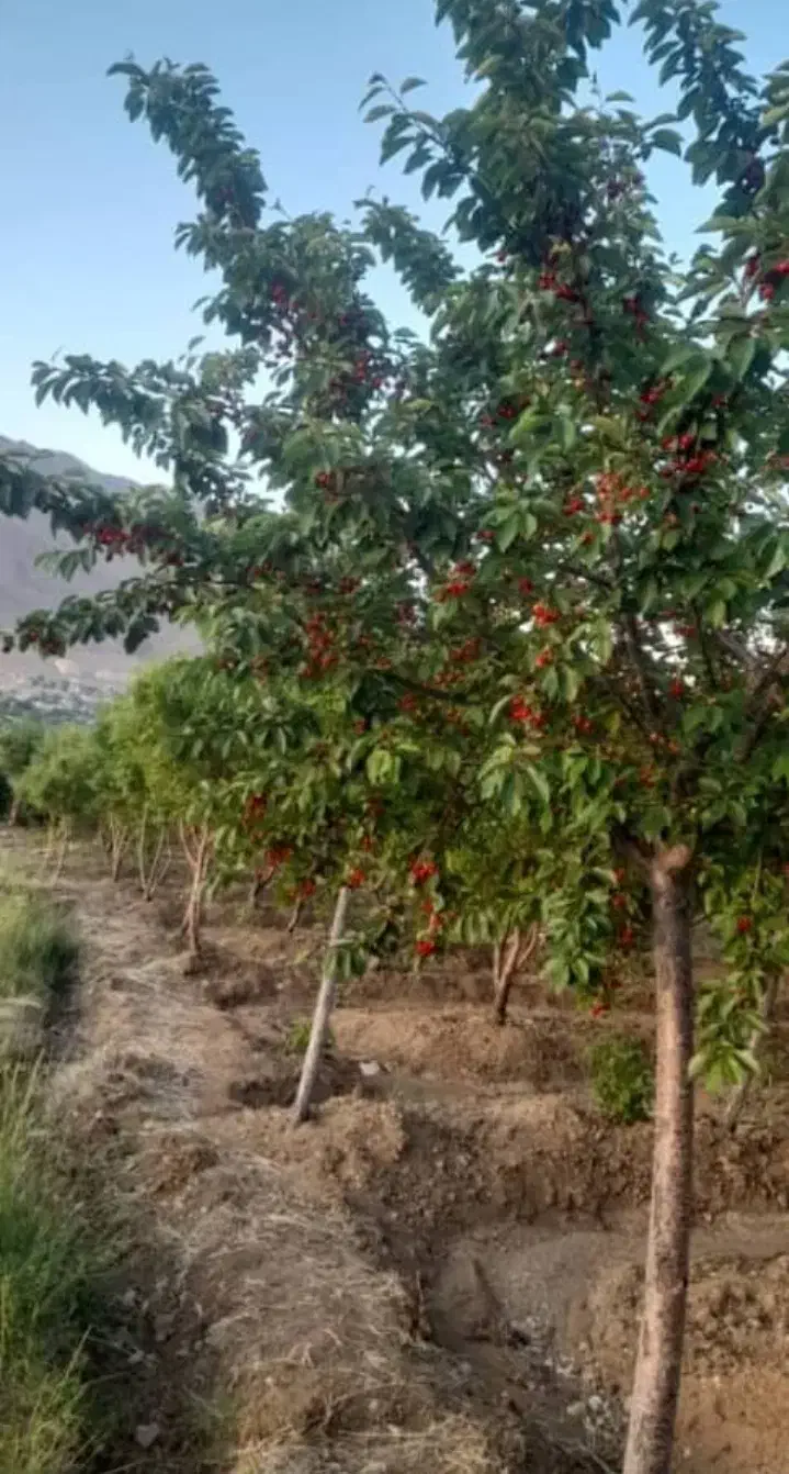 باغ همراه با آلاچیق فریدونشهر|فروش زمین و ملک کلنگی|فریدونشهر, |دیوار