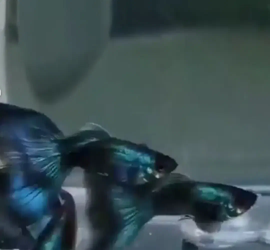 ماهی گوپی مولی پلاتی کالر زبرا آنجل میگو آکواریوم|ماهی|تهران, امام زاده حسن|دیوار