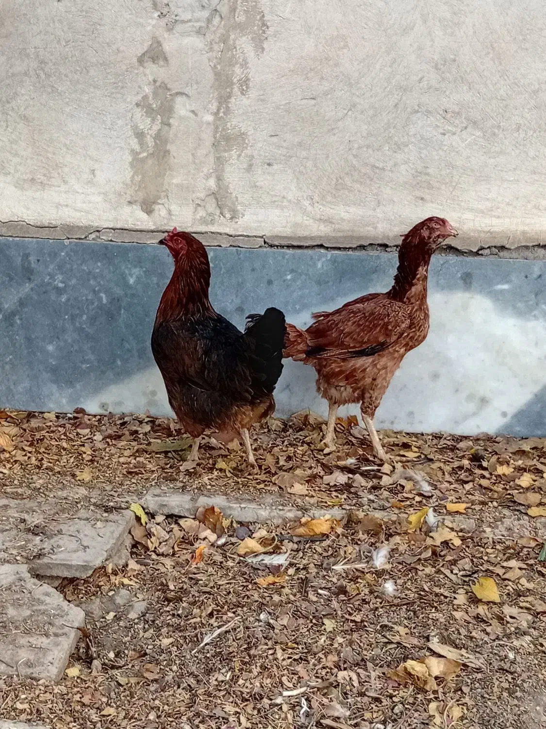 مرغ و بوقلمون|پرنده|اردبیل, |دیوار