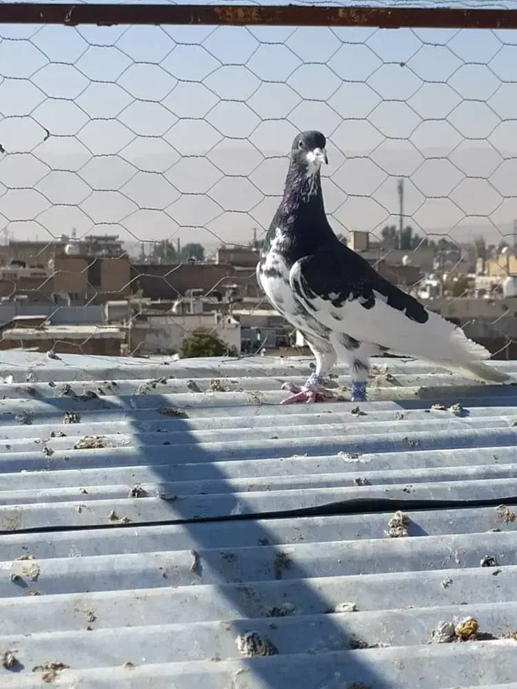 کبوتر یال گلدار نر|پرنده|فسا, |دیوار